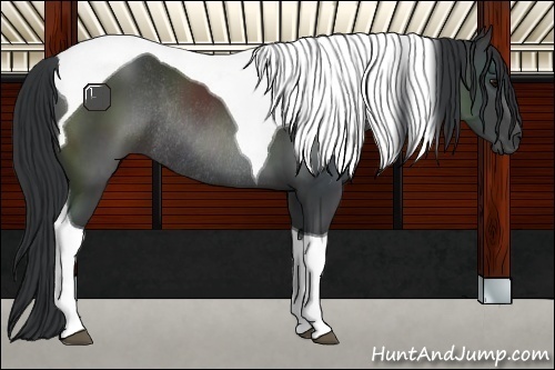 Horse Color:Black Tobiano Rabicano 