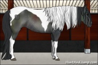 Horse Color:Black Tobiano Rabicano