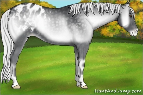 Horse Color:Silver Blue Onyx Chinchilla Blanket 