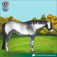 Horse Color:Blue Onyx Chinchilla Rabicano 
