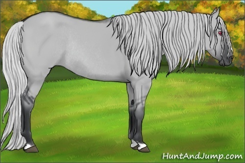 Horse Color:Silver Grullo Chinchilla Rabicano 