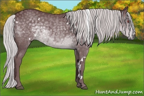 Horse Color:White Spotted Chocolate Silver Black Chinchilla