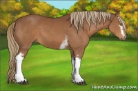 Horse Color:White Spotted Chestnut