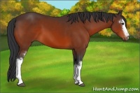 Horse Color:White Spotted Bay 