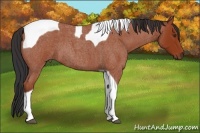 Horse Color:Bay Roan Tobiano 
