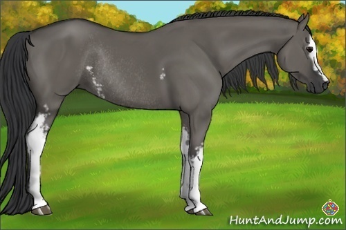 Horse Color:White Spotted Grullo Sabino Rabicano