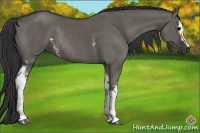 Horse Color:White Spotted Grullo Sabino Rabicano