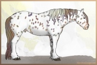 Horse Color:Nacre Liver Chestnut Tobiano Appaloosa Rabicano 