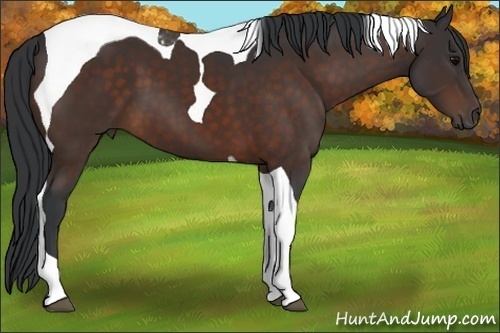 Horse Color:Brown Tobiano