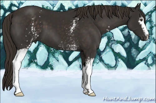 Horse Color:White Spotted Liver Chestnut 