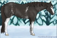 Horse Color:White Spotted Liver Chestnut 