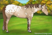 Horse Color:White Spotted Liver Chestnut Pearl Blanket 
