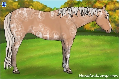 Horse Color:Silver Bay Ice Sabino 