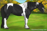 Horse Color:Gray Black Tobiano 