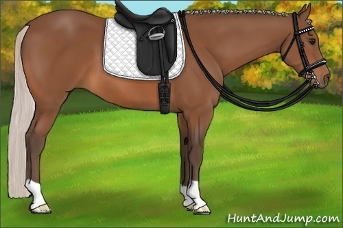 Horse Color:Silver Bay 