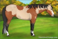 Horse Color:Bay Splash Frame and Bay Dun Splash Frame