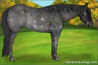 Horse Color:Midnight Blue Onyx