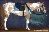 Horse Color:White Spotted Bay Pearl Rabicano