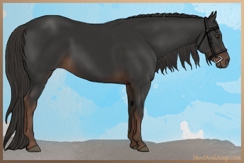 Horse Color:Liver Chestnut Rabicano