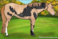 Horse Color:Black and Gold Champagne