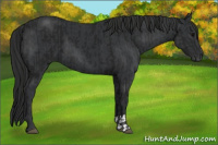 Horse Color:Gray Black  and Black 