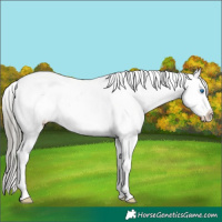 Horse Color:Liver Red Dun Mushroom Splash Tobiano Appaloosa 