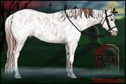 Horse Color:Chestnut Sabino Splash Near Leopard