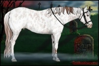 Horse Color:Chestnut Sabino Splash Near Leopard