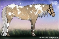 Horse Color:White Spotted Silver Buckskin Dun 