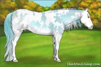 Horse Color:Watercolor White Spotted Amber Champagne Onyx Splash Appaloosa 