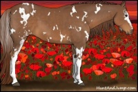Horse Color:White Spotted Chestnut
