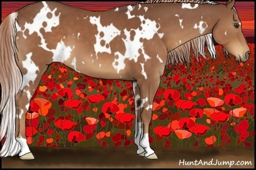 Horse Color:White Spotted Chestnut