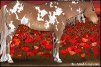 Horse Color:White Spotted Chestnut 