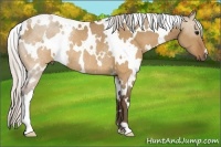 Horse Color:White Spotted Silver Brown Dun Rabicano 