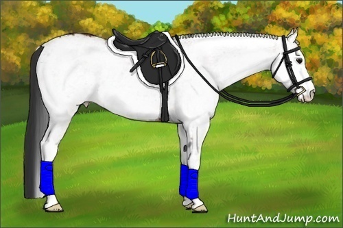 Horse Color:White Spotted Bay