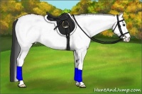 Horse Color:White Spotted Bay 
