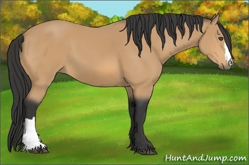 Horse Color:Buckskin 