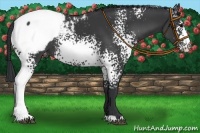 Horse Color:White Spotted Black Snowcap 