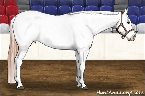 Horse Color:Chestnut Appaloosa 