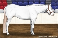 Horse Color:Chestnut Appaloosa 