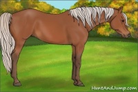 Horse Color:Silver Bay 