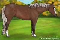 Horse Color:Silver Brown Sabino 