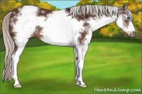 Horse Color:White Spotted Silver Brown Frame Rabicano 