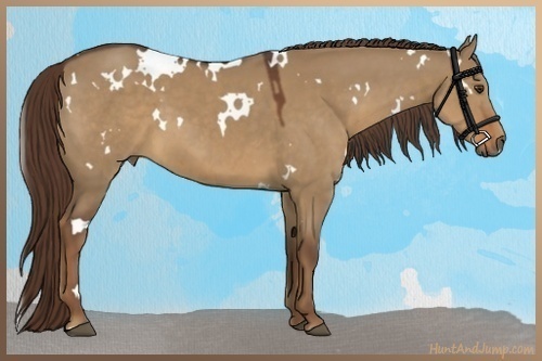 Horse Color:White Spotted Liver Red Dun