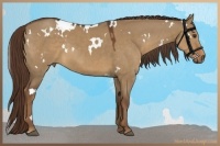 Horse Color:White Spotted Liver Red Dun 