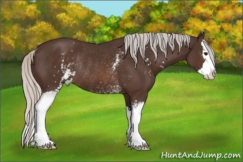 Horse Color:White Spotted Silver Brown Sabino Splash Rabicano 