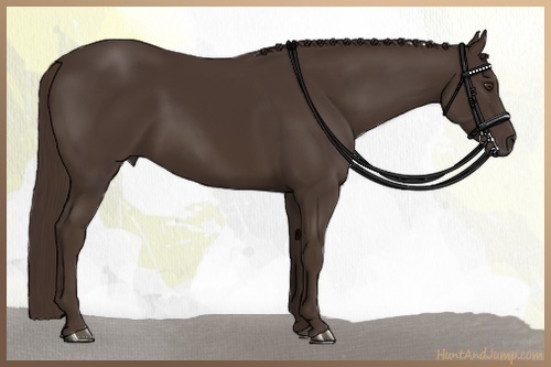 Horse Color:Liver Chestnut Rabicano