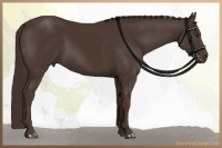 Horse Color:Liver Chestnut Rabicano 