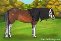 Horse Color:Bay  and Bay Splash 