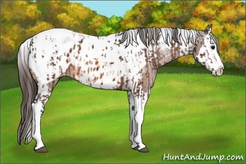 Horse Color:Bay Splash Tobiano Appaloosa  and Bay Splash Tobiano Appaloosa 